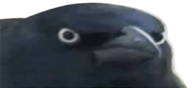 Crowofjudgement emoji