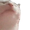 Catjammer emoji