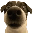 Dogstare emoji