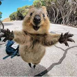 Quokka Happy emoji