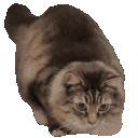Cat Wiggle Attack emoji