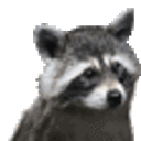 Rare Raccoon emoji