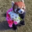 Redpandaflowers emoji