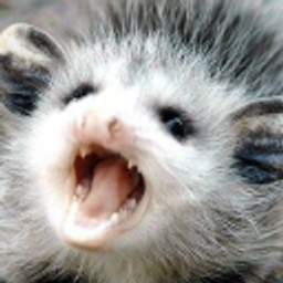 Possum Scream emoji