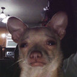 Sad Chihuahua emoji