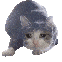 Cat Wiggle emoji