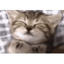 Catsleep emoji