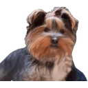 Bbrant emoji
