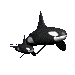 Killerwhalegif emoji