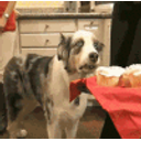 Dog Has Flashbacks emoji