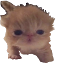 Tookanap emoji