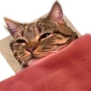 Bedgecat emoji