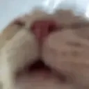 Funnycattastingthewater emoji