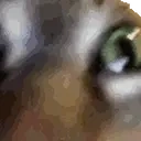 Insanecat emoji