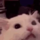 Catree emoji