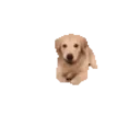 Dogarrive emoji