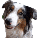 Confused Aussie emoji