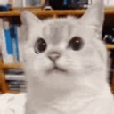 Suskitty emoji