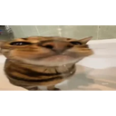 Sillycatxd emoji