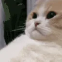 Catsigh emoji maker