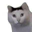 Huh Cat Big emoji