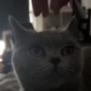 Poppy emoji