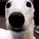 Doglookingsussyandcold emoji