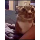 Catask emoji