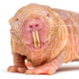 Naked Mole Rat emoji