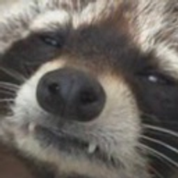 Rcoon emoji