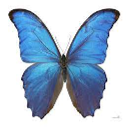 Butterfly emoji
