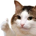 Thumbsupcat emoji