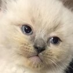 Grumpy Kitten Pout emoji