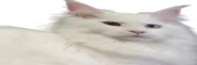 Widepeepopussy emoji