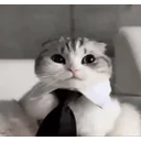 Fancycatispreparingforhisfirstdayonthejob emoji