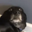Monkadog emoji