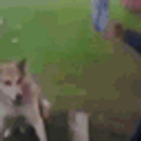 Dog Handshake emoji