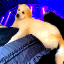 Party Dog emoji