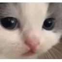 Catsad emoji