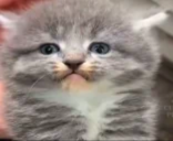 Notmad emoji
