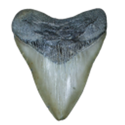 Megalodon Shark Tooth emoji