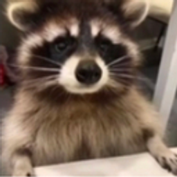 Cutercoon emoji