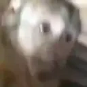 Monkeyevillaugh emoji
