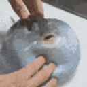 Pokepuffer emoji
