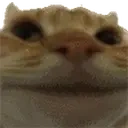 Catnope emoji