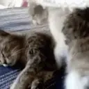 Cuddles emoji