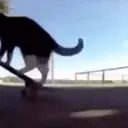 Catonthaskateboardomgmakeitstopspinning emoji