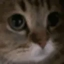 Meow emoji
