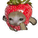 Strawberrycatrun emoji