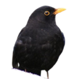 Birdexcuseme emoji